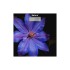 Весы напольные Saturn ST-PS0287